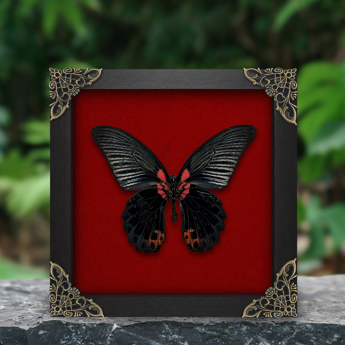 Real Papilio memnon Butterfly in Shadow Box Dried Insect Specimen Gothic Oddities Decor K16-135-DE