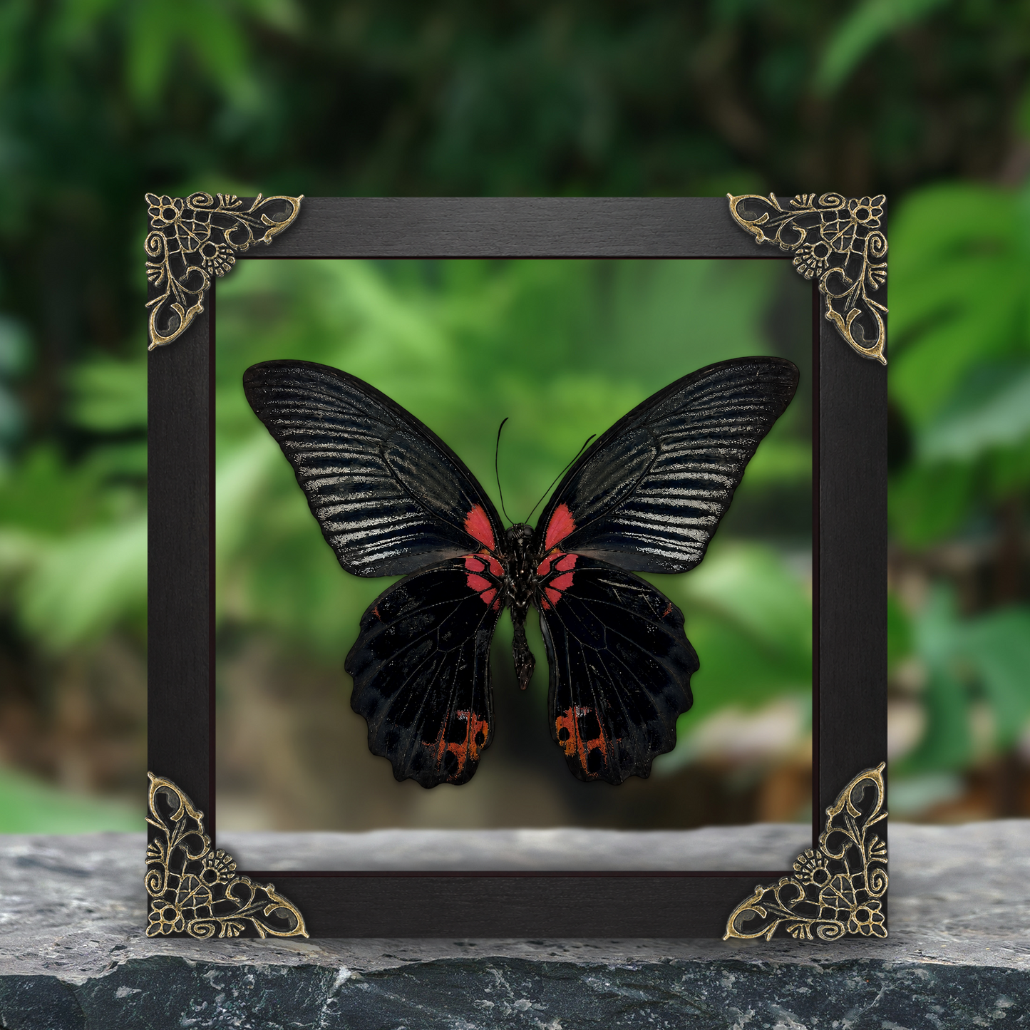 Real Papilio memnon Butterfly in Shadow Box Dried Insect Specimen Gothic Oddities Decor K16-135-DE