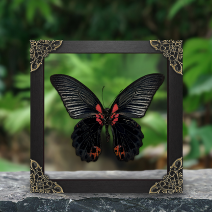 Real Papilio memnon Butterfly in Shadow Box Dried Insect Specimen Gothic Oddities Decor K16-135-DE