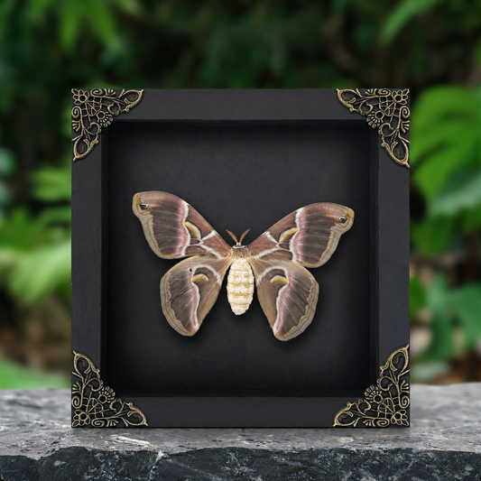 Real Eri Silk Moth Taxidermy Framed, Real Insect Shadow Box, Gothic Art Wall Decor, Gift for Her