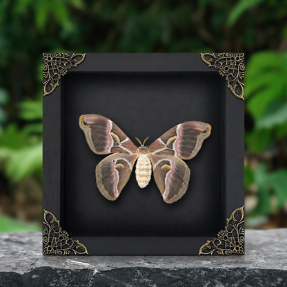 Real Eri Silk Moth Taxidermy Framed, Real Insect Shadow Box, Gothic Art Wall Decor, Gift for Her