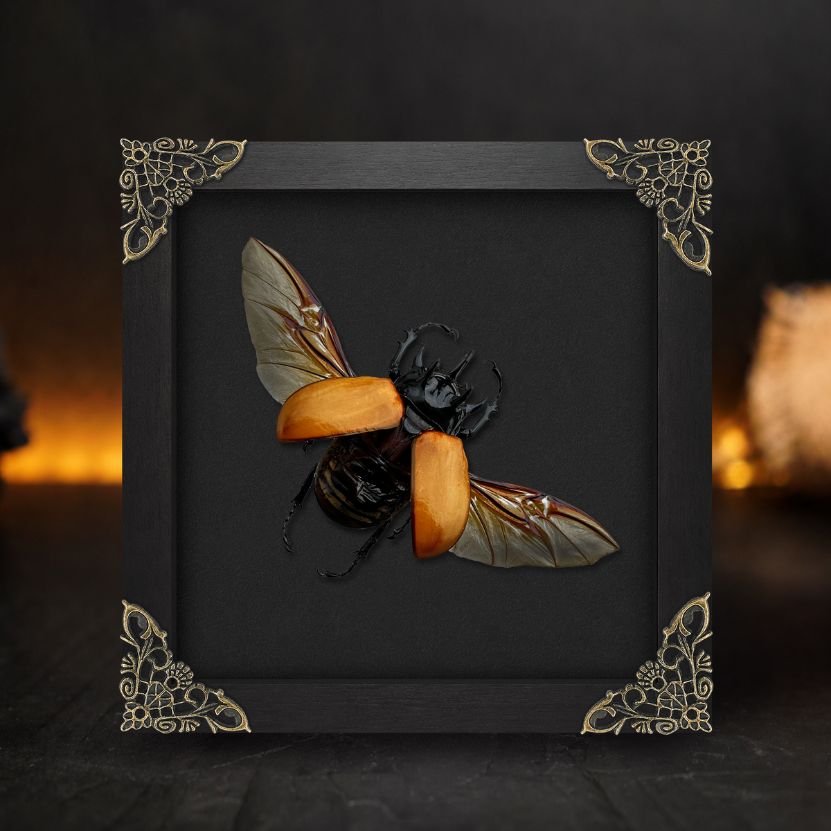 Framed Five-Horned Rhinoceros Beetle, Real Insect Bug Artwork, Gothic Home Decor and Oddities Wall Display