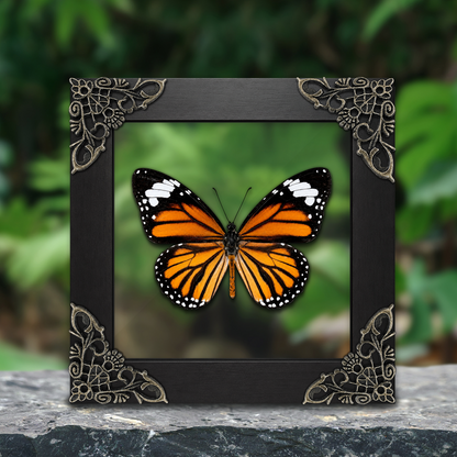 Striped Tiger Butterfly Danaus genutia Frame