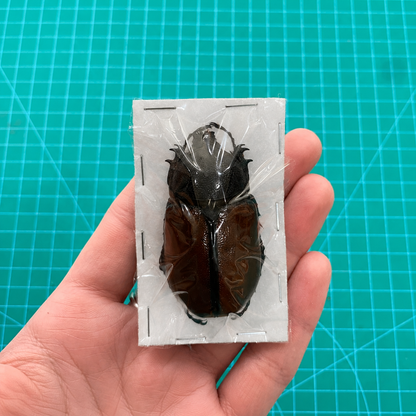 Five-Horned Rhinoceros Beetle Eupatorus gracilicornis – Real Preserved Beetle Specimen Open Wings