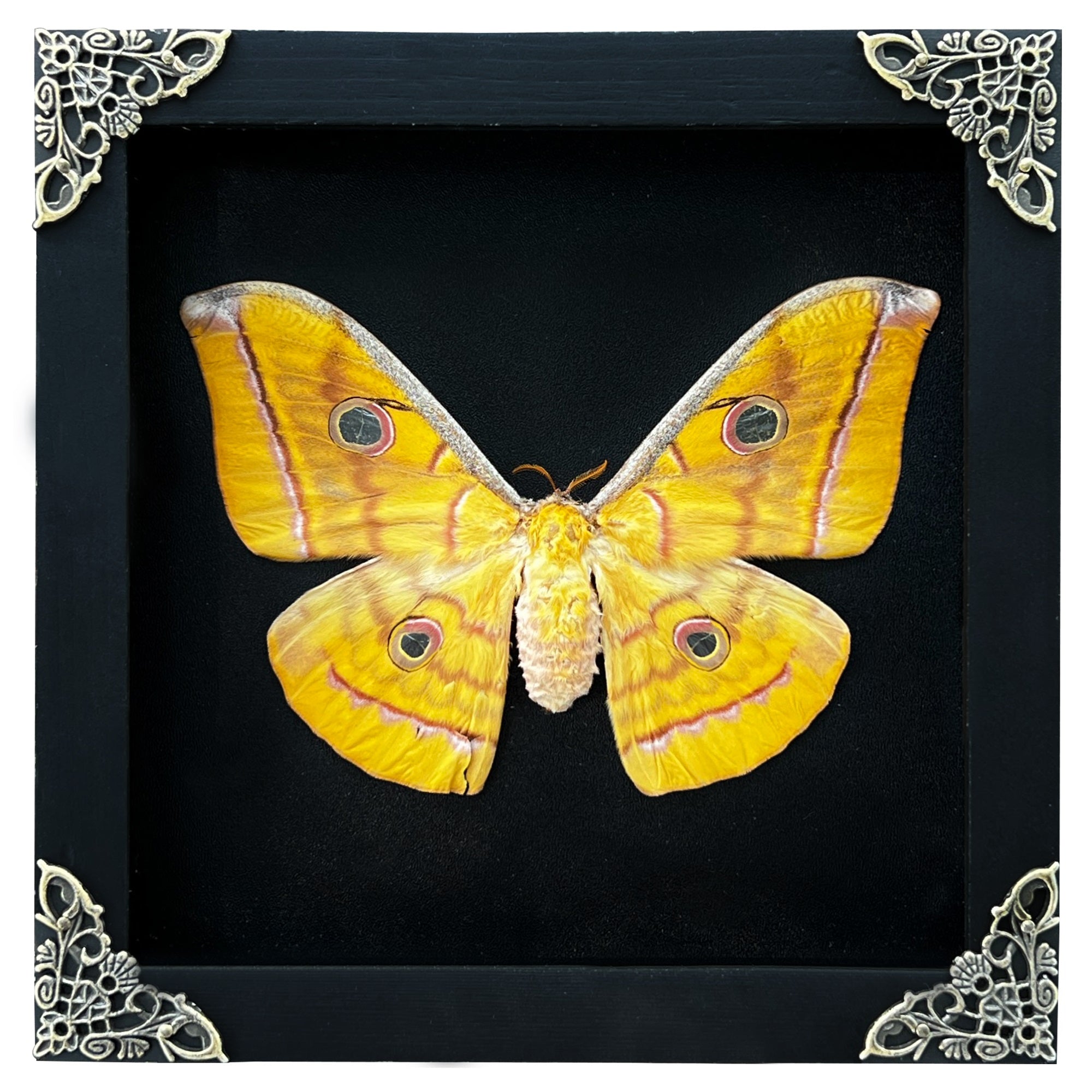 Real Framed Yellow Butterfly Moth Insect Black Shadow Box Dried Bug Unique Entomology K18-34-DE