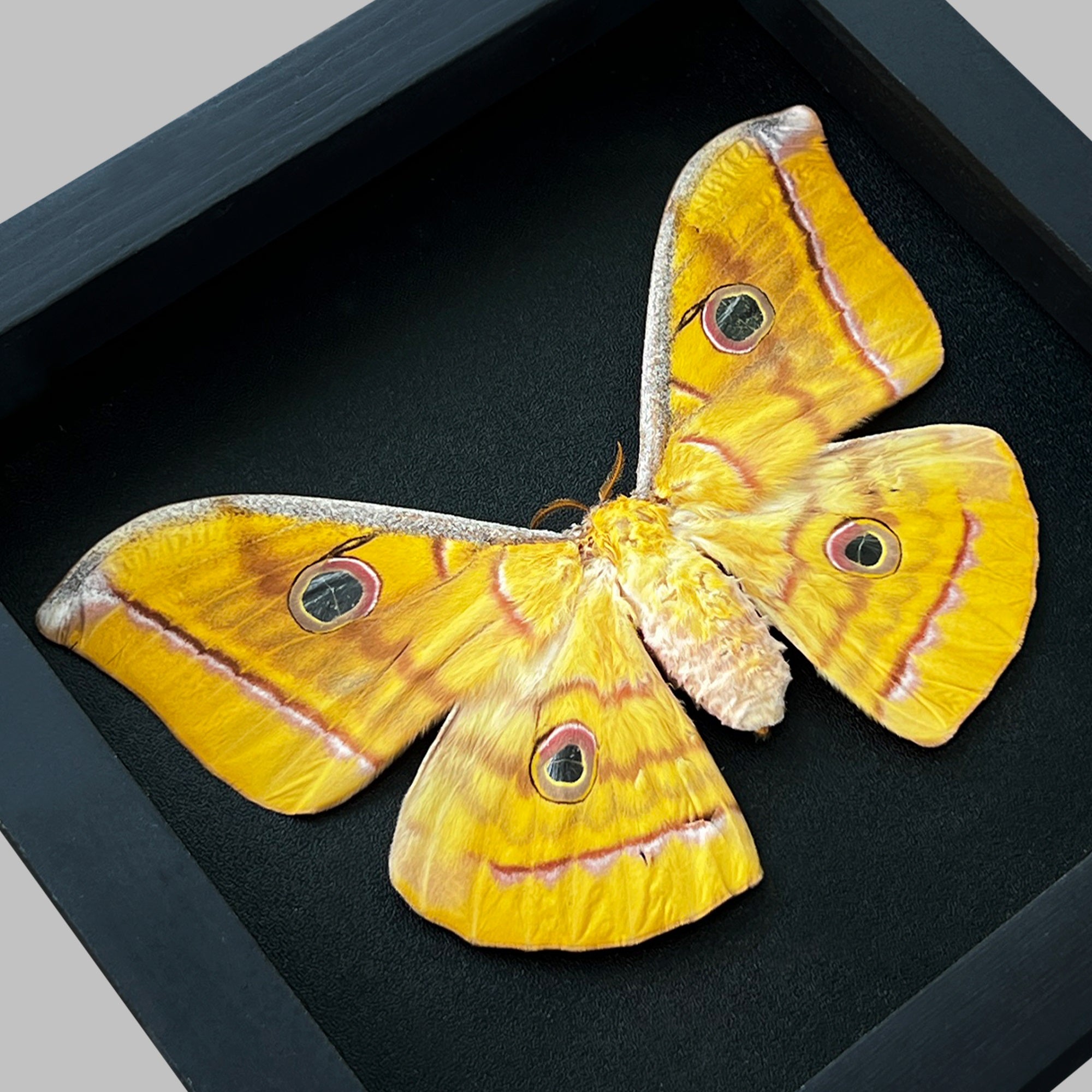 Real Framed Yellow Butterfly Moth Insect Black Shadow Box Dried Bug Unique Entomology K18-34-DE