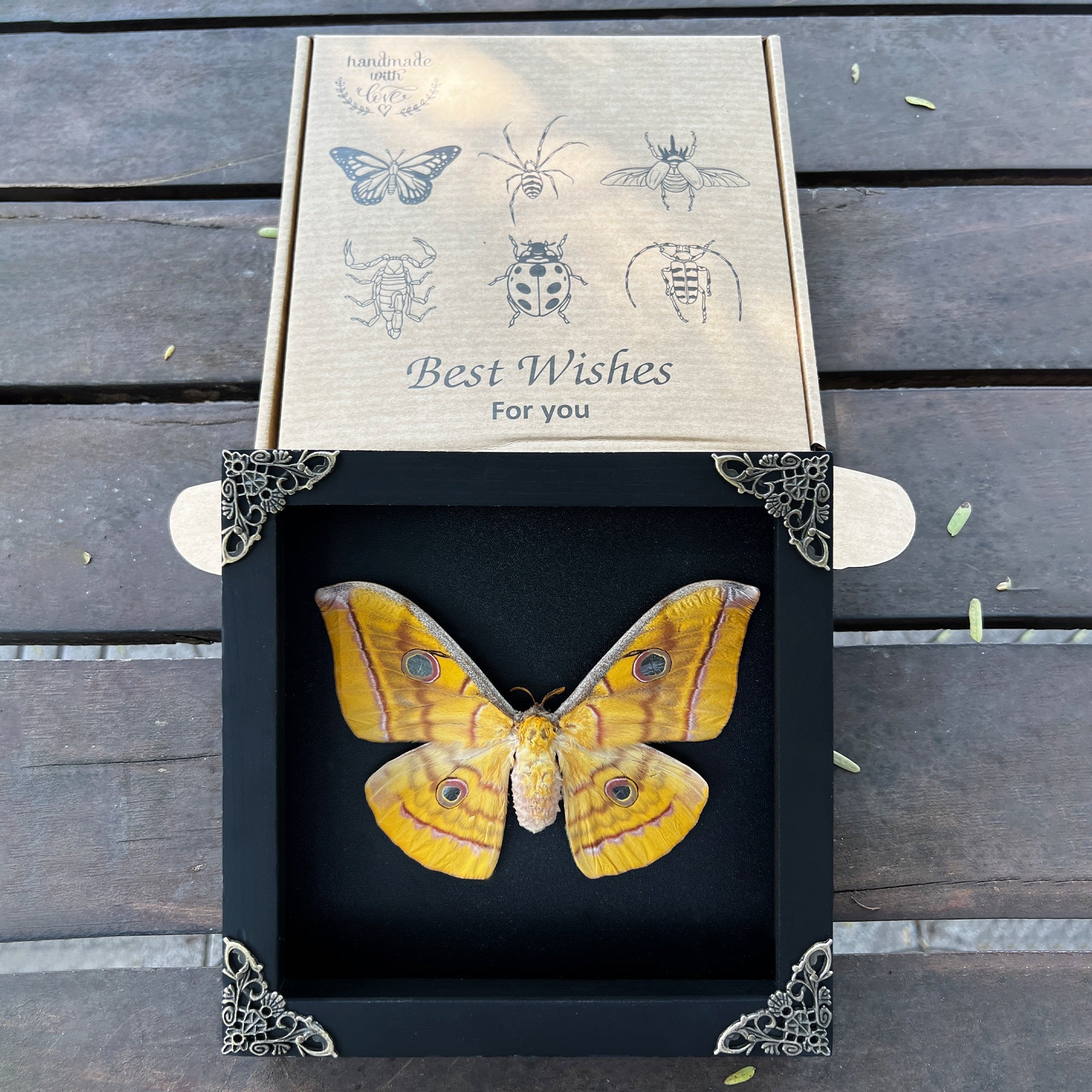 Real Framed Yellow Butterfly Moth Insect Black Shadow Box Dried Bug Unique Entomology K18-34-DE