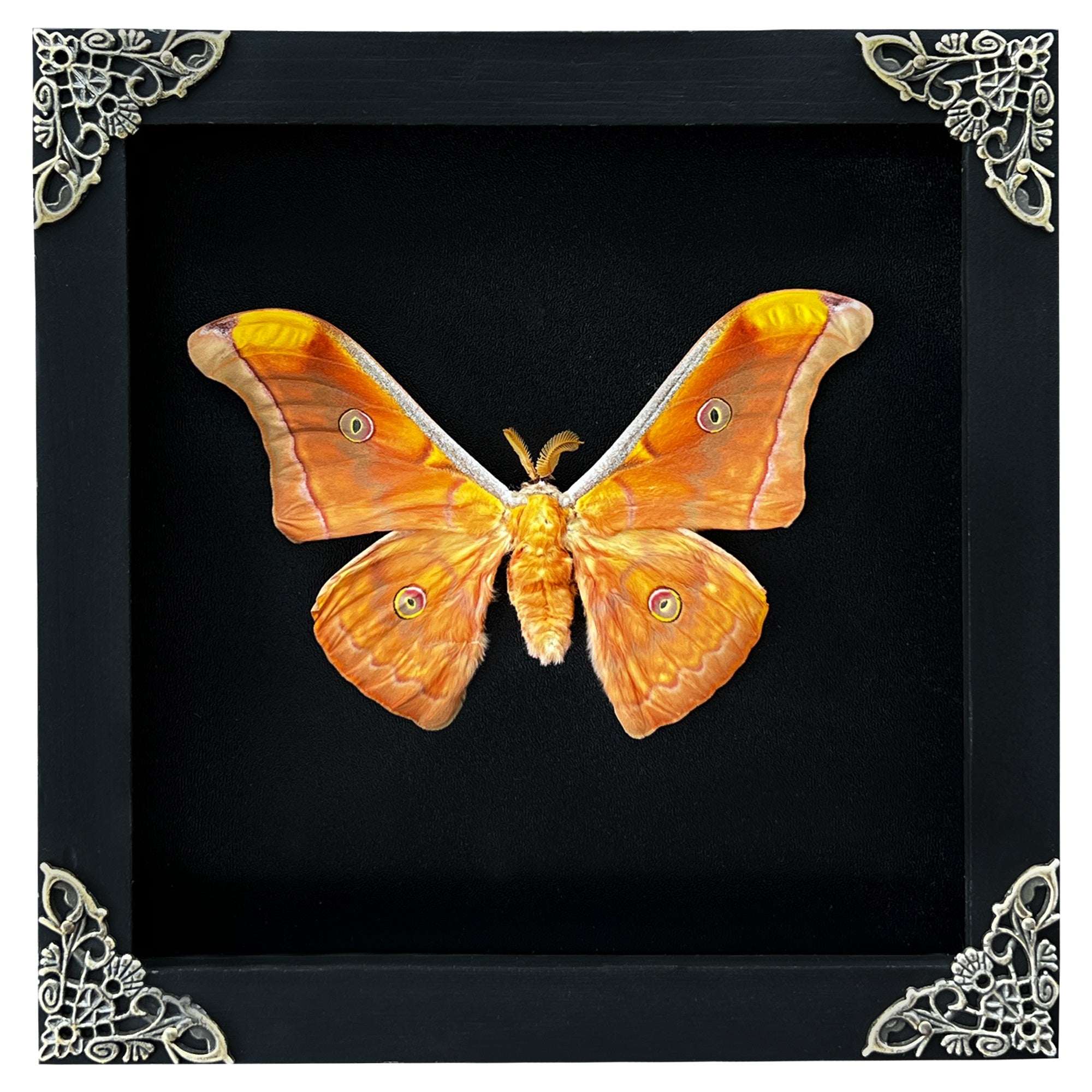 Real Framed Orange Butterfly Moth Insect Black Shadow Box Dried Bug Unique Entomology K18-32-DE