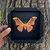 Real Framed Orange Butterfly Moth Insect Black Shadow Box Dried Bug Unique Entomology K18-32-DE