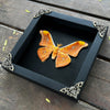 Real Framed Orange Butterfly Moth Insect Black Shadow Box Dried Bug Unique Entomology K18-32-DE