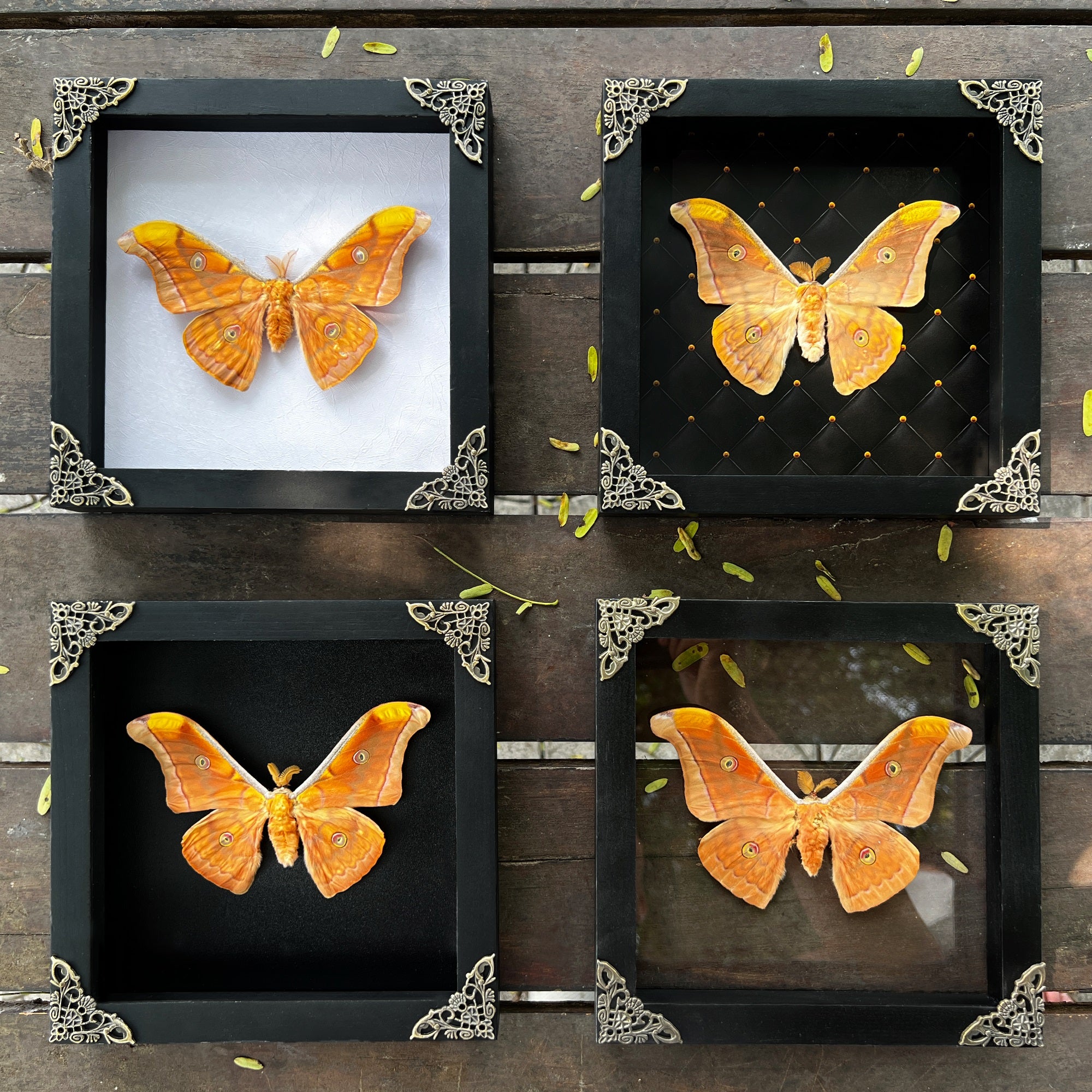 Real Framed Orange Butterfly Moth Insect Black Shadow Box Dried Bug Unique Entomology K18-32-DE