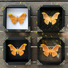 Real Framed Orange Butterfly Moth Insect Black Shadow Box Dried Bug Unique Entomology K18-32-DE