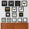 Real Framed Orange Butterfly Moth Insect Black Shadow Box Dried Bug Unique Entomology K18-32-DE