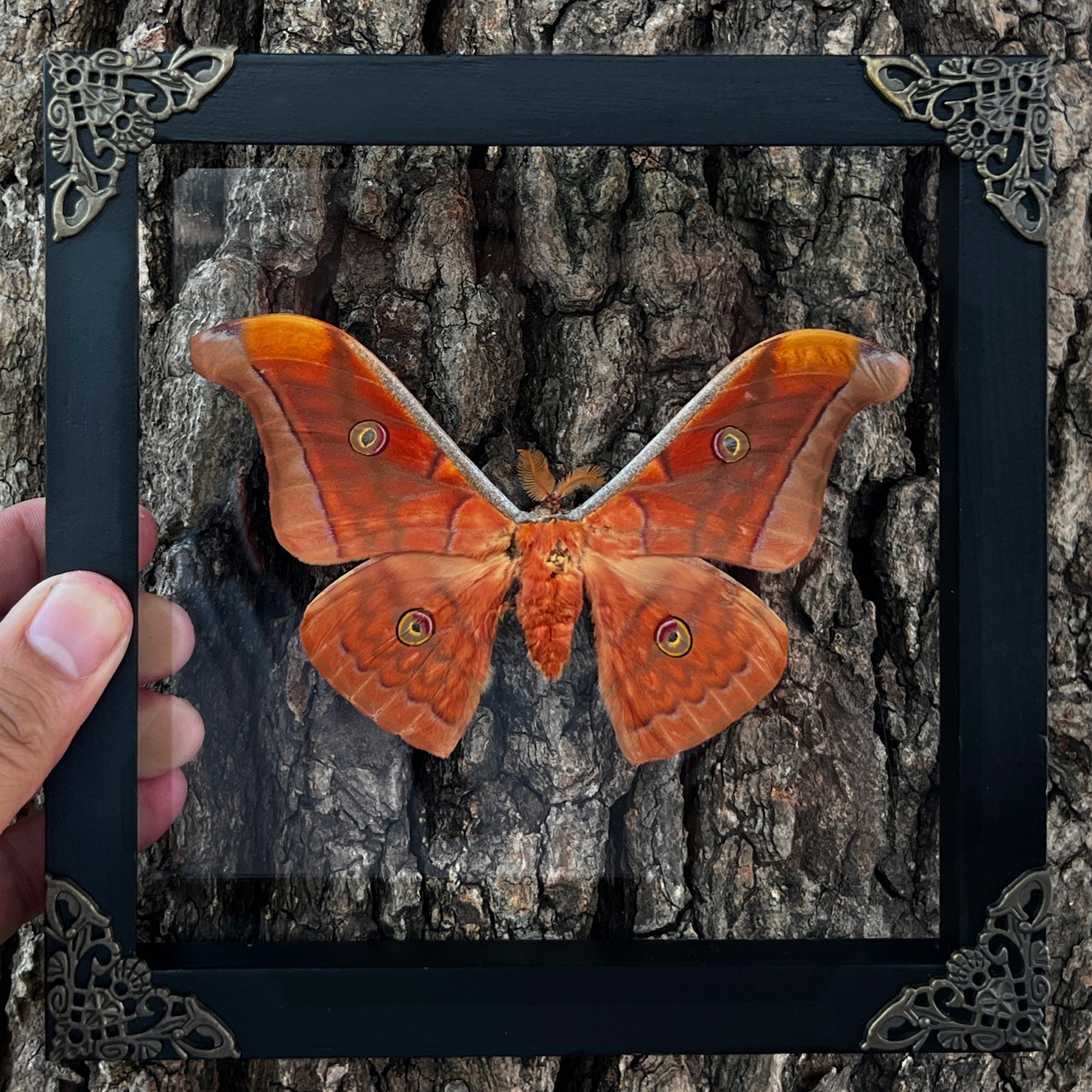 Real Framed Orange Butterfly Moth Insect Glass Gallery K18-32-KINH