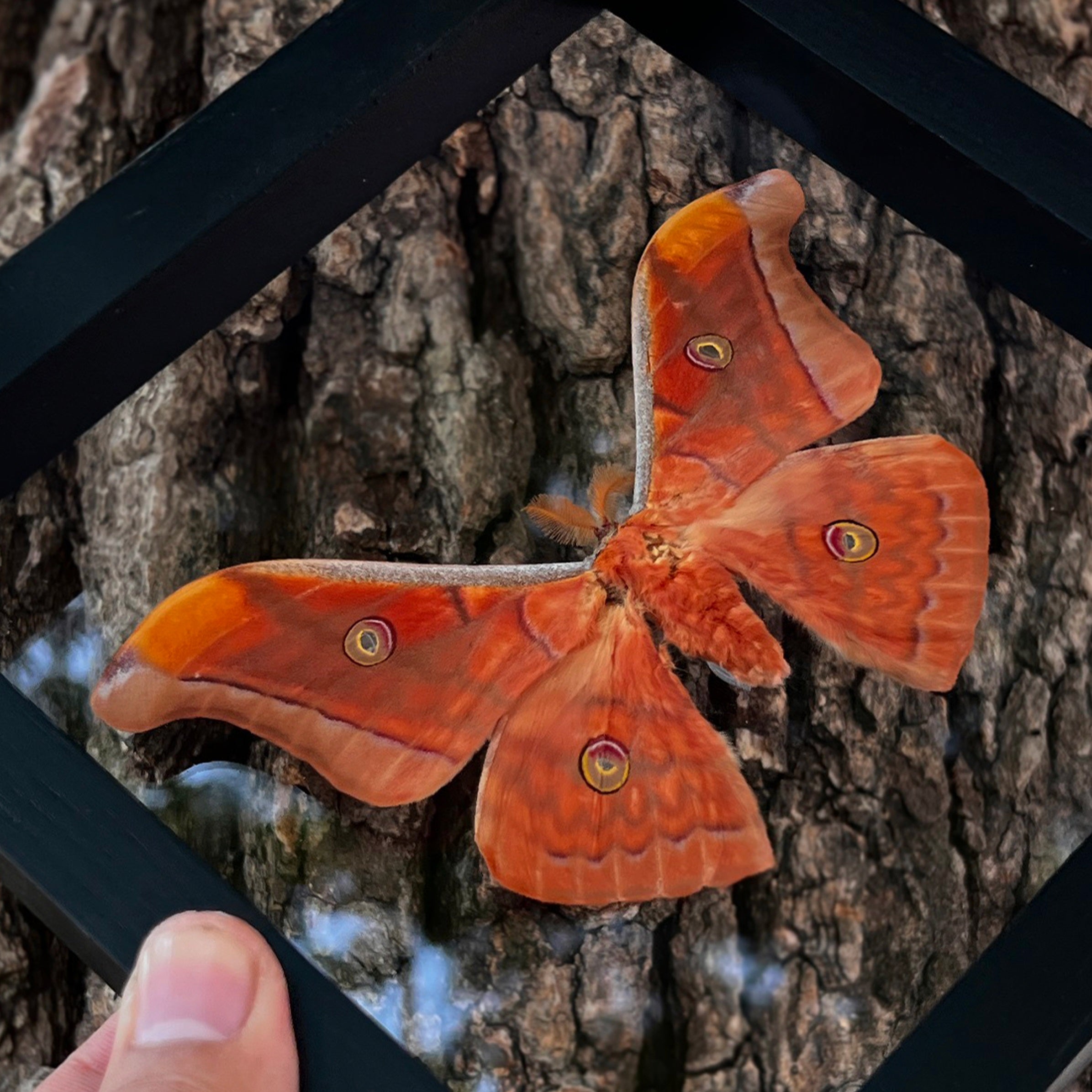 Real Framed Orange Butterfly Moth Insect Glass Gallery K18-32-KINH