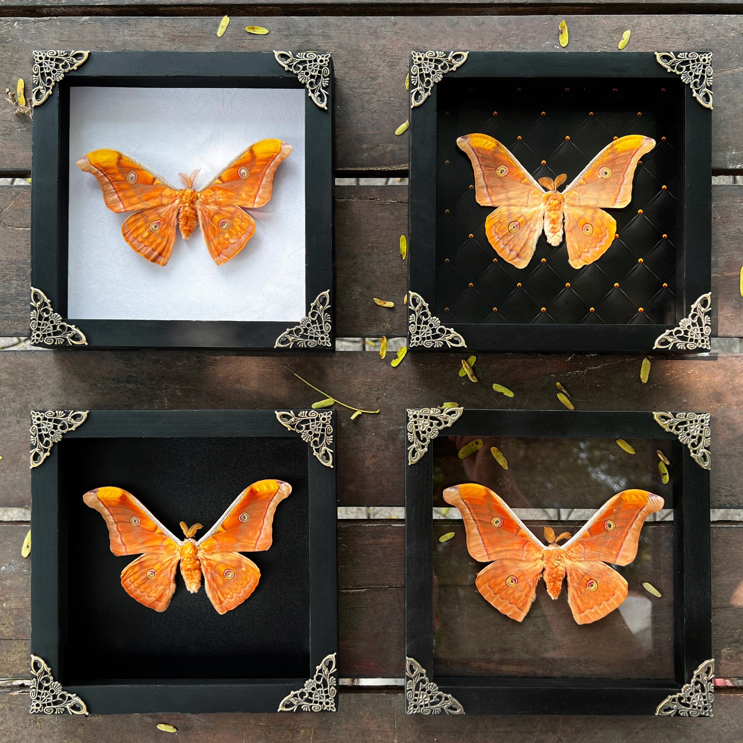 Real Framed Orange Butterfly Moth Insect Glass Gallery K18-32-KINH