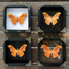 Real Framed Orange Butterfly Moth Insect Glass Gallery K18-32-KINH