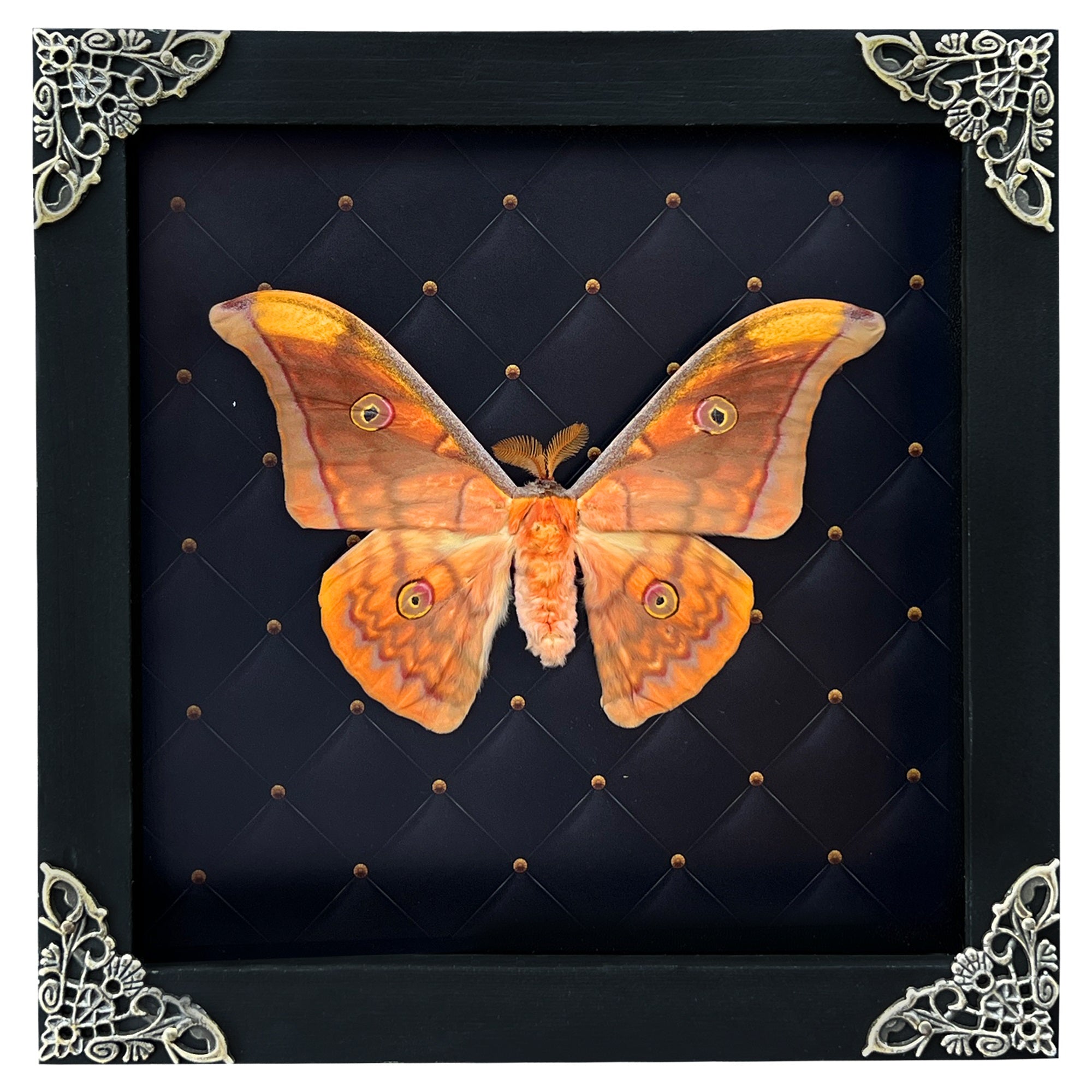 Real Framed Orange Butterfly Moth Insect Black Shadow Box K18-32-NEM