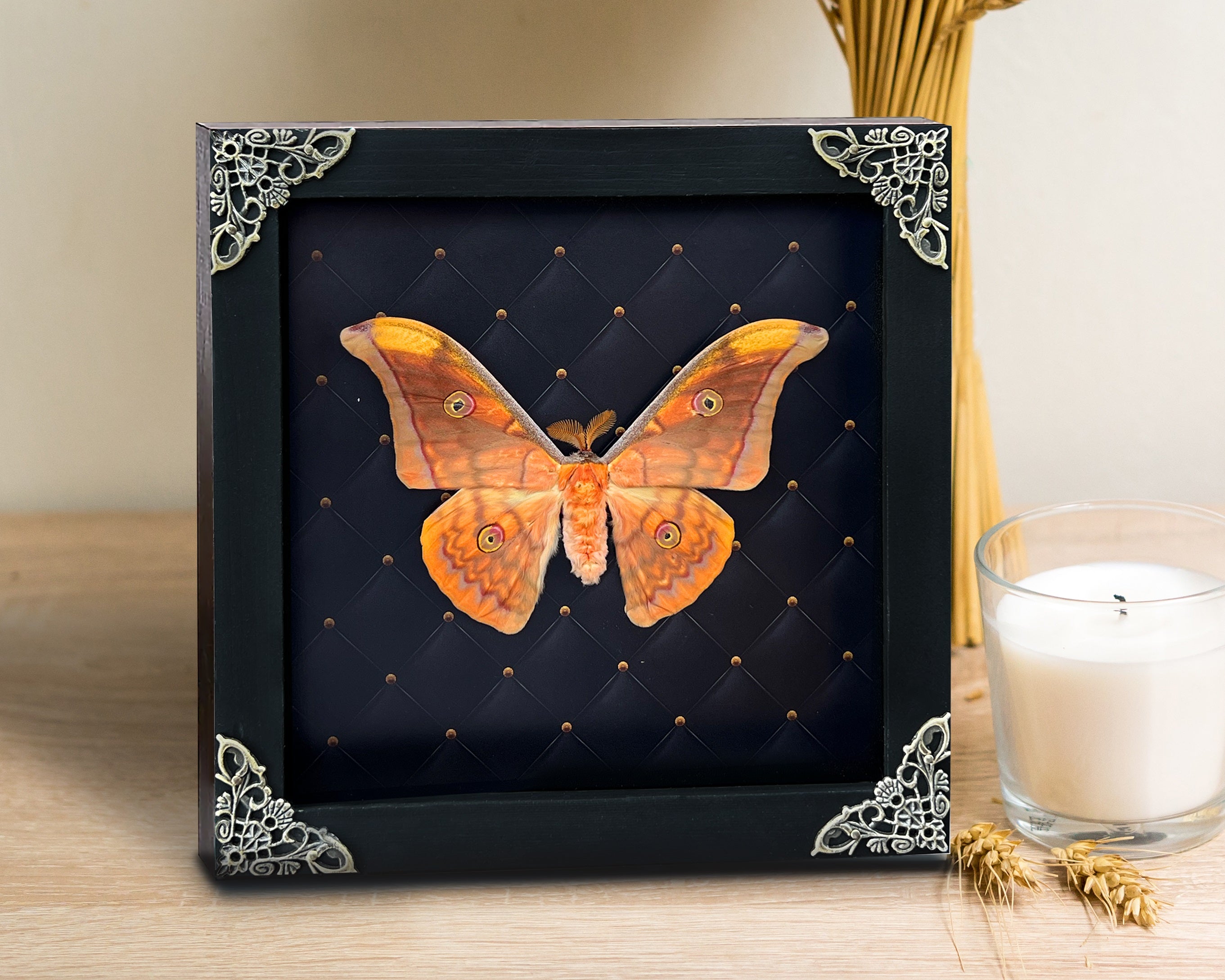 Real Framed Orange Butterfly Moth Insect Black Shadow Box K18-32-NEM