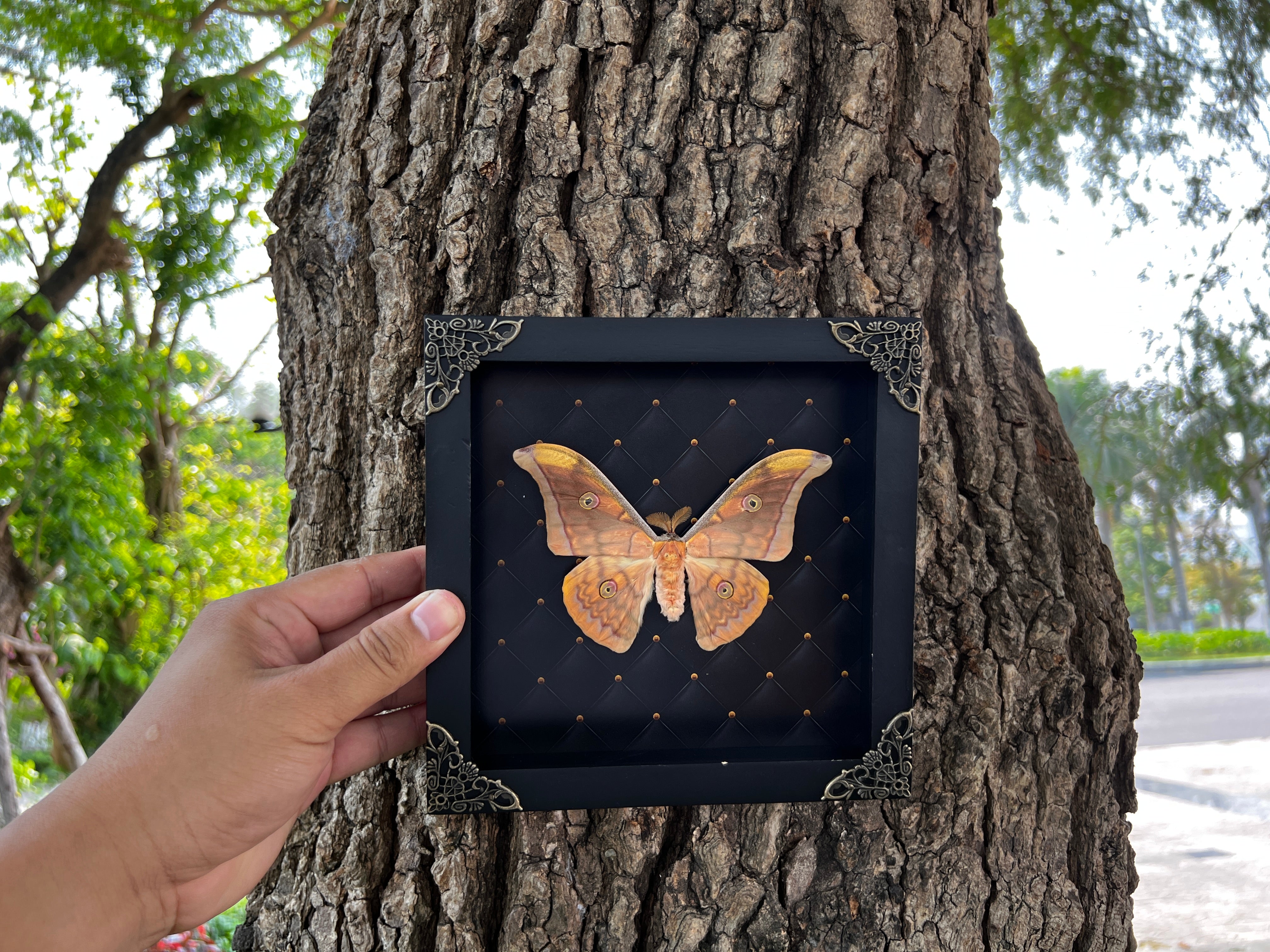 Real Framed Orange Butterfly Moth Insect Black Shadow Box K18-32-NEM