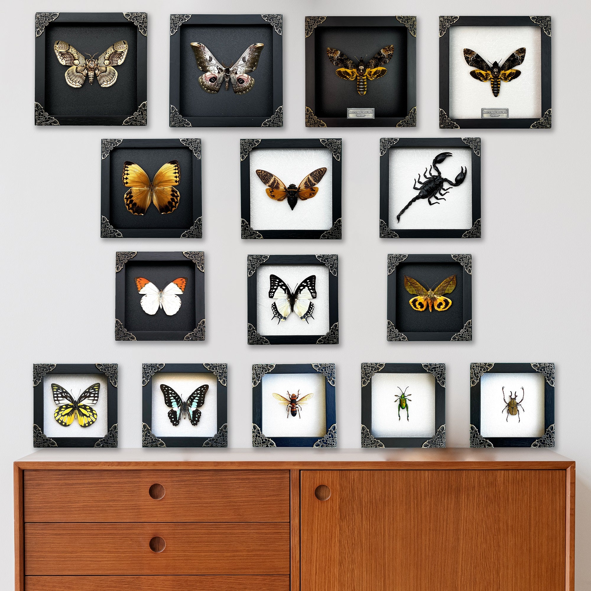 Real Framed Orange Butterfly Moth Insect Black Shadow Box K18-32-NEM