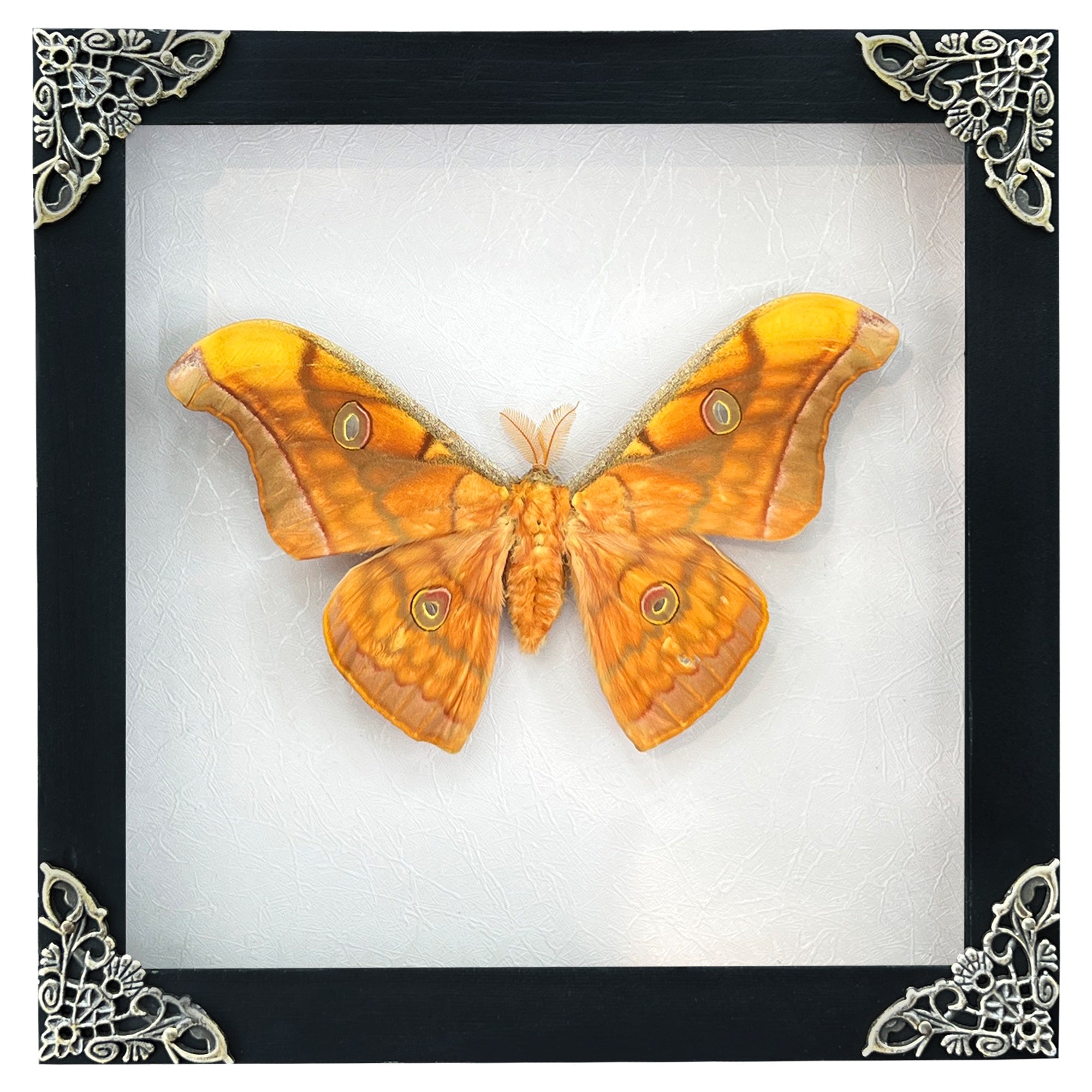 Real Framed Orange Butterfly Moth Insect Black Shadow Box Dried Bug Unique Entomology K18-32-DE