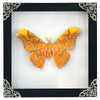 Real Framed Orange Butterfly Moth Insect Black Shadow Box Dried Bug Unique Entomology K18-32-DE