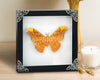 Real Framed Orange Butterfly Moth Insect White Shadow Box K18-32-TR