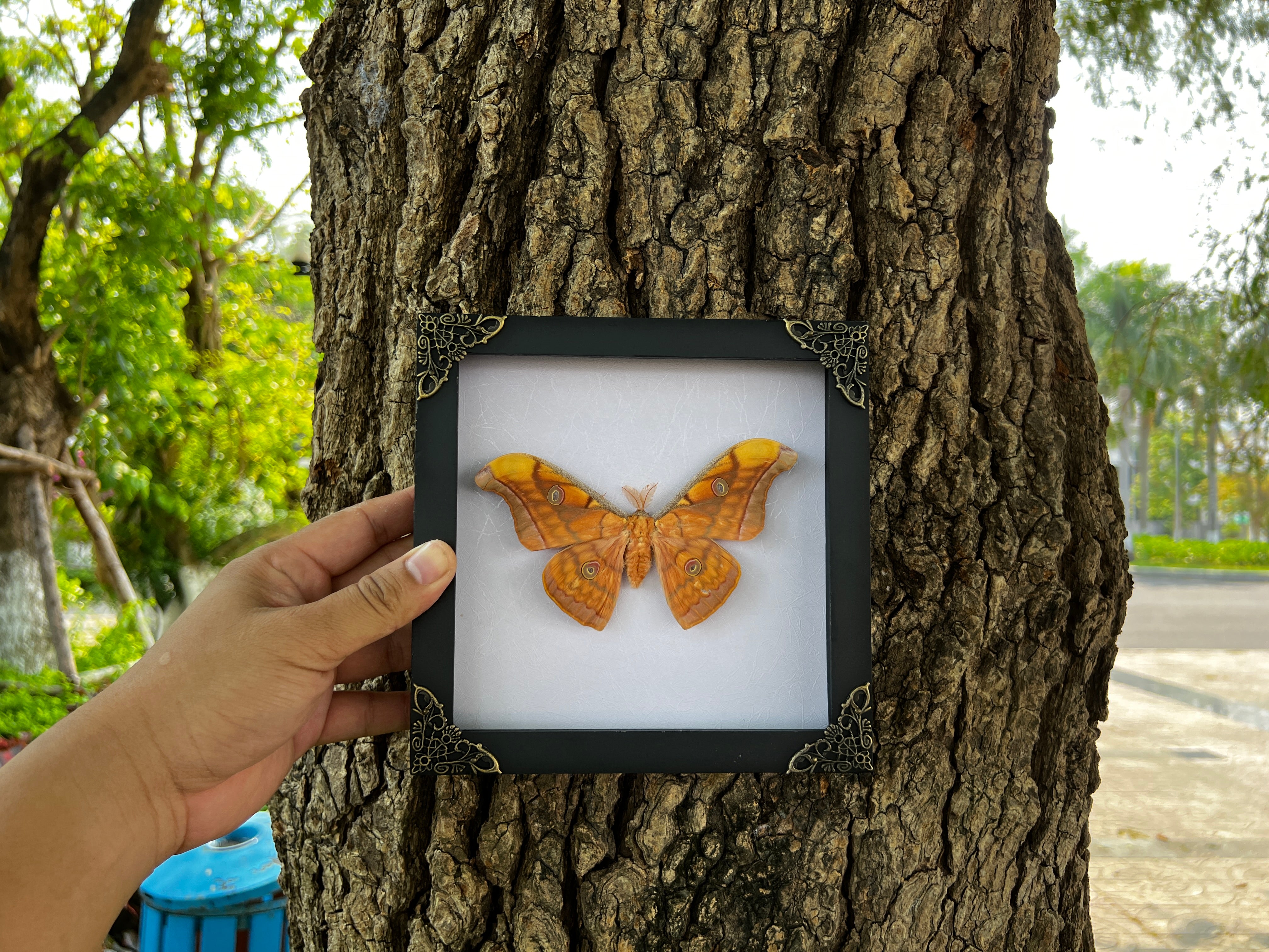 Real Framed Orange Butterfly Moth Insect White Shadow Box K18-32-TR