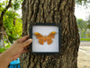 Real Framed Orange Butterfly Moth Insect White Shadow Box K18-32-TR