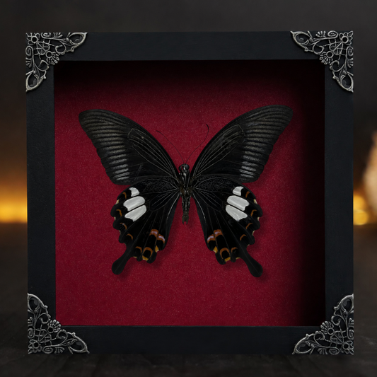 Real Framed Butterfly Moth Dead Insect Shadow Box Specimens K16-16-TR