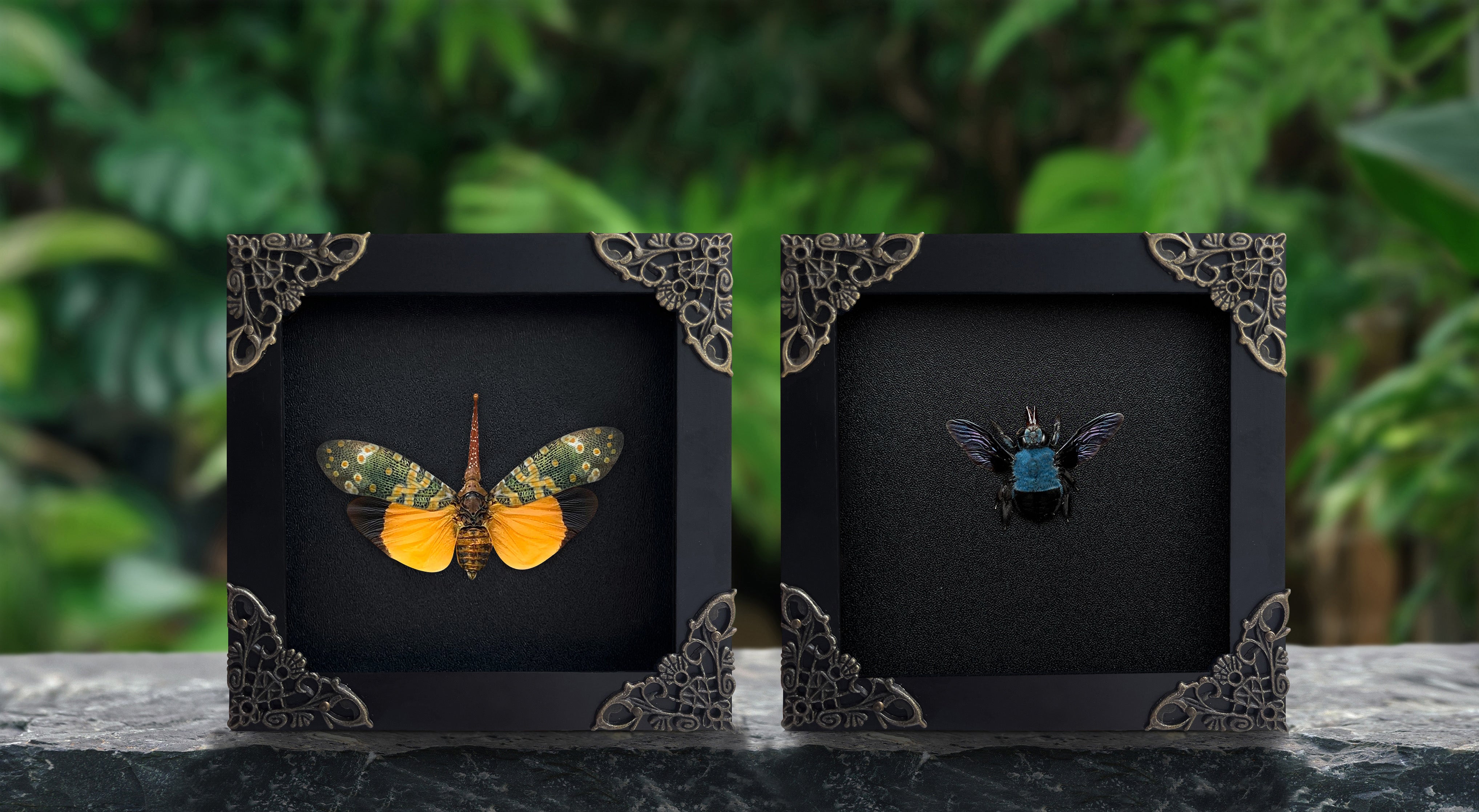 2 Real Framed Insect Blue Carpenter Bee & Lanternfly Shadow Box Dried Butterfly Bug Taxidermy Taxadermy Oddities Black Gothic Decor