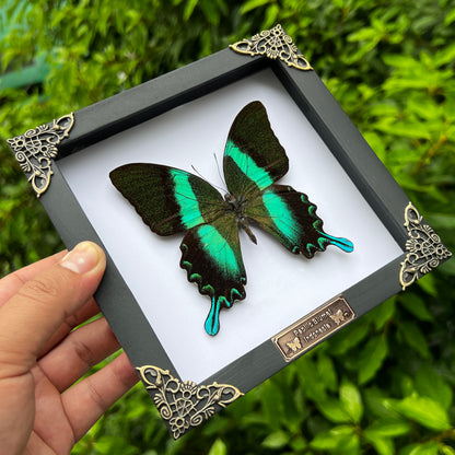Papilio Blumei Real Peacock Butterfly in Shadow Box Dried Insect Specimen K16-23-DE