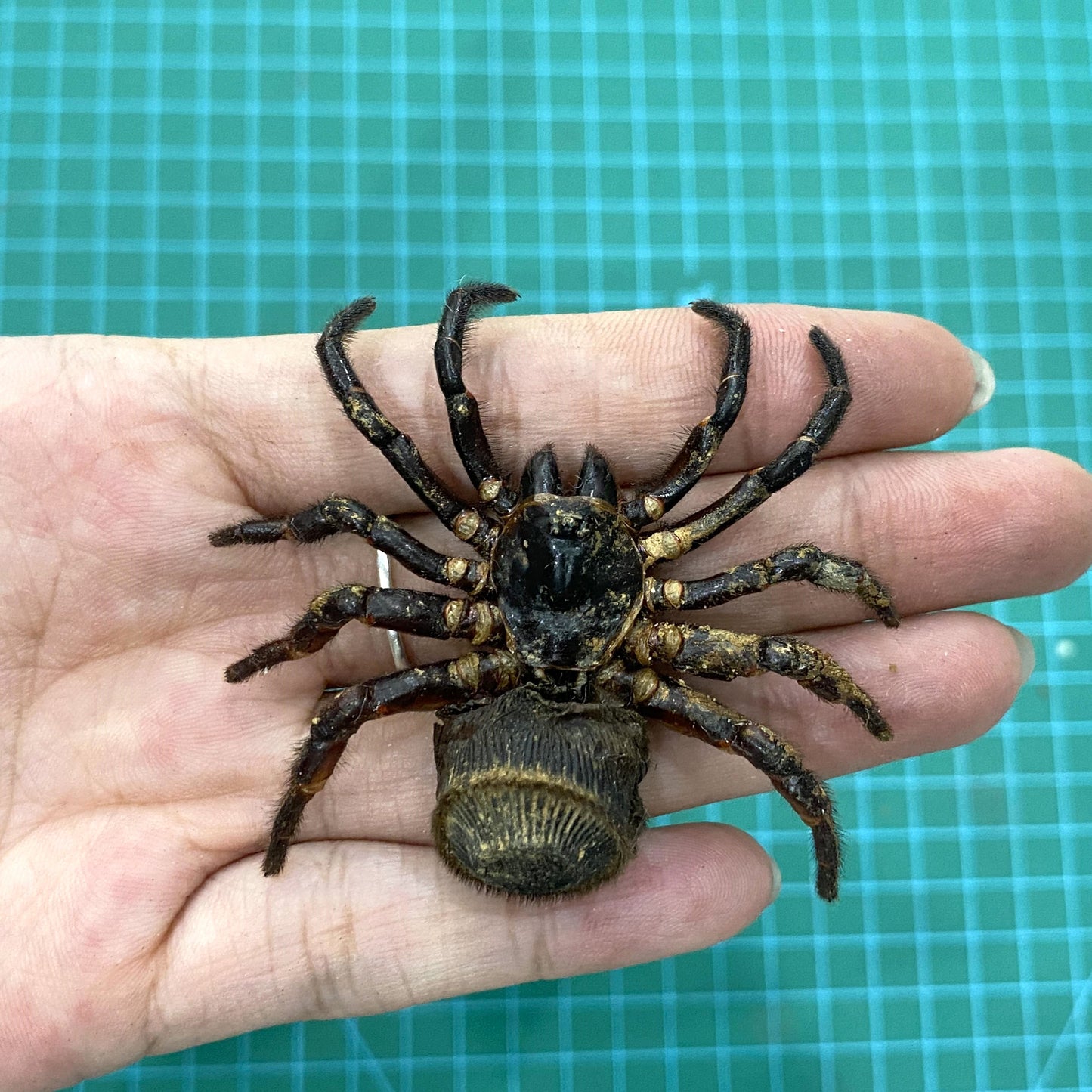 Frame Spider Tarantula Cyclocosmia Ricketti Taxidermy Artwork Oddities Curiosities Home Gothic Decor K12-106-DE