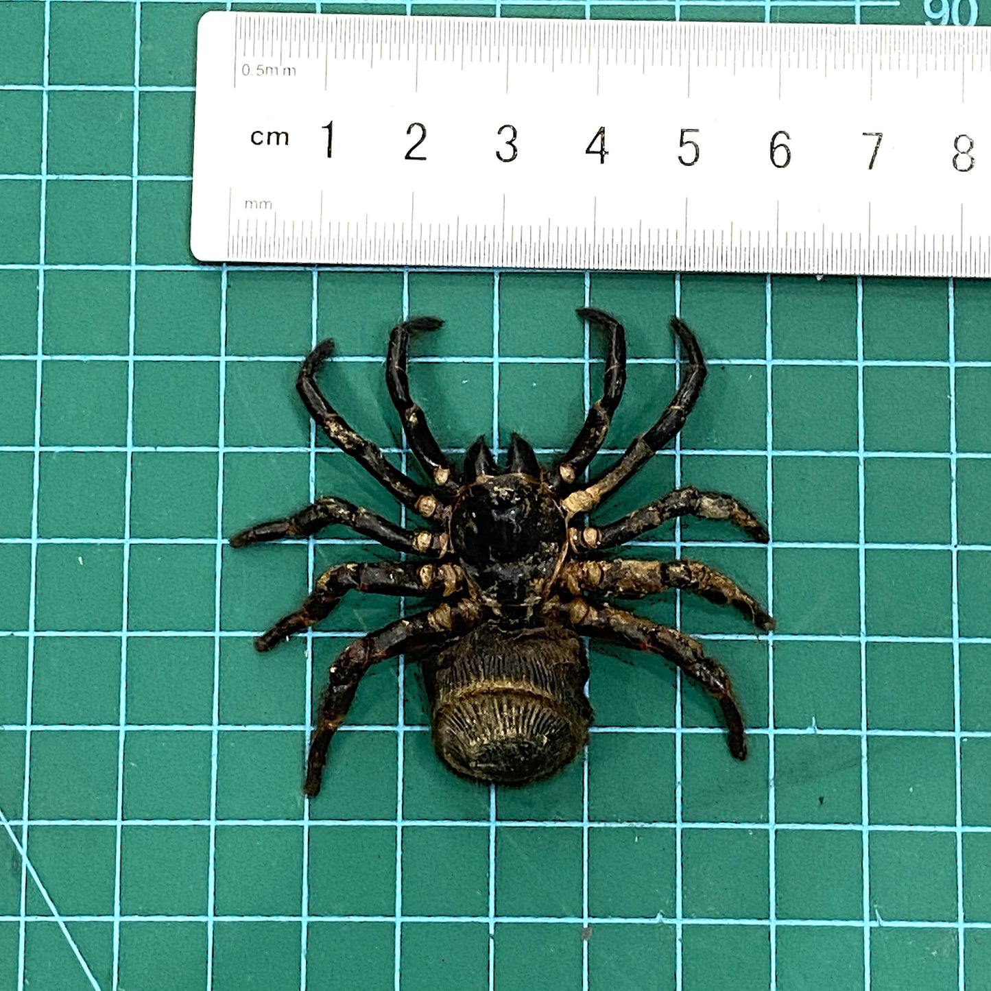 Real Spider Taxidermy, Pinned Dried Tarantula Insect Specimens, Oddities Curiosities Collection