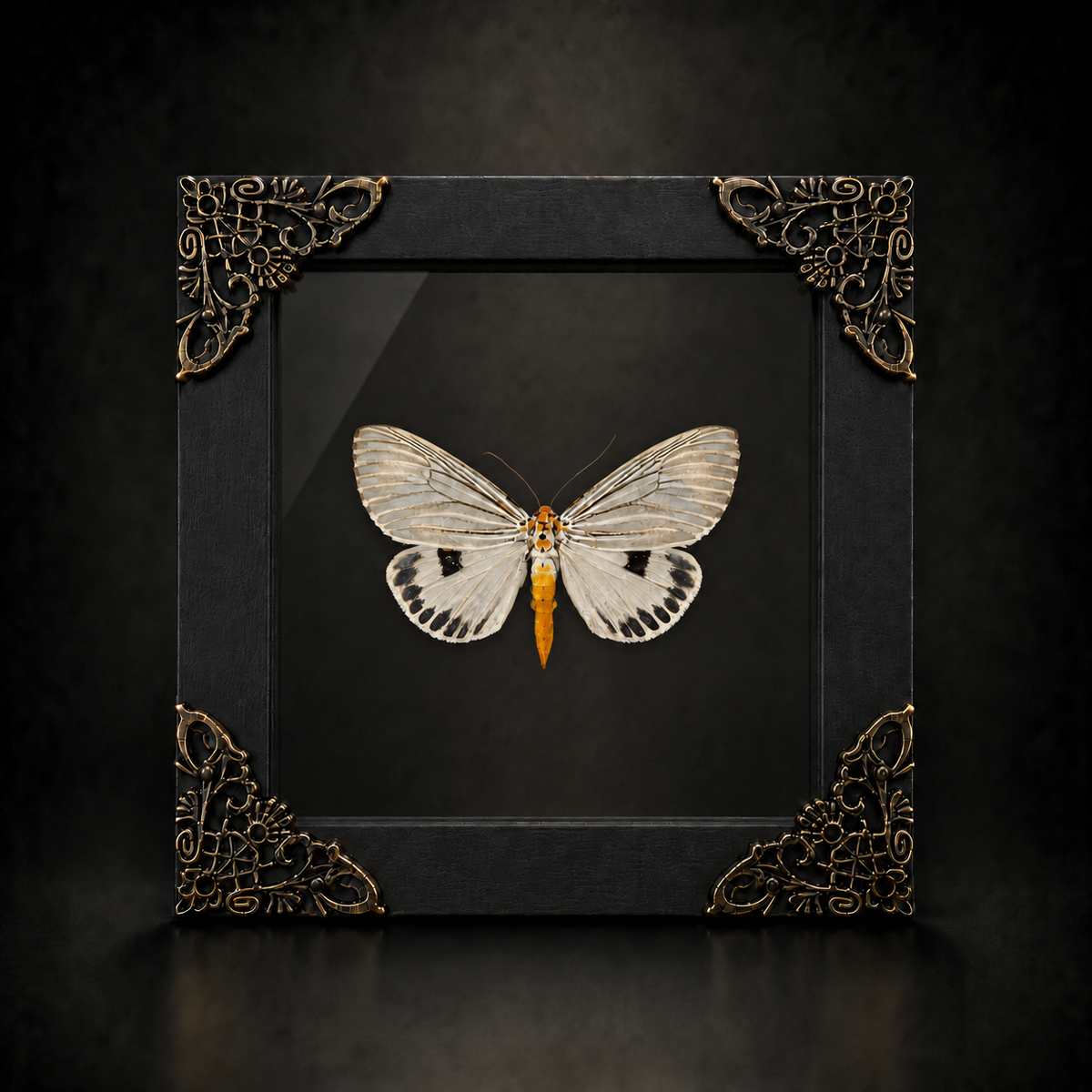 Framed Moth Taxidermy Real Insect Bug Art Gothic Decor Entomology Gift K12-123-TR