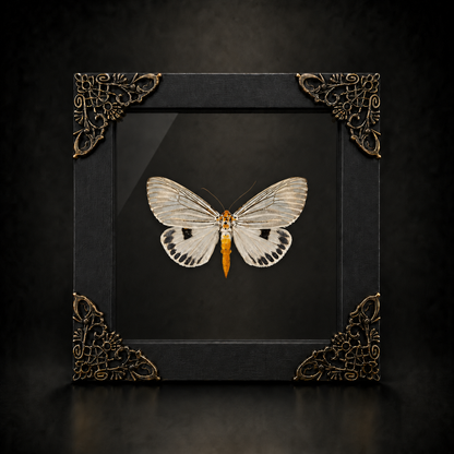 Framed Moth Taxidermy Real Insect Bug Art Gothic Decor Entomology Gift K12-123-TR