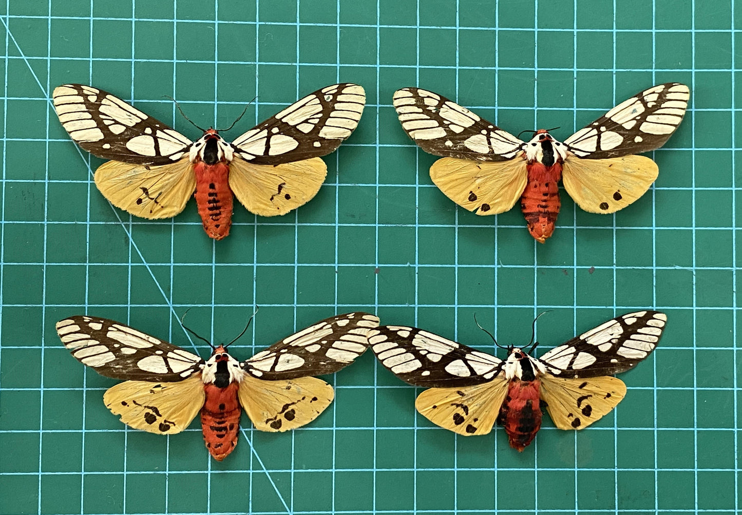 Real Tiger Moth Specimen, Moth Taxidermy Open wings, Insect Entomology Display, Decor