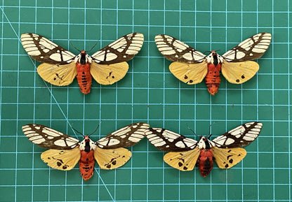 Real Tiger Moth Specimen, Moth Taxidermy Open wings, Insect Entomology Display, Decor