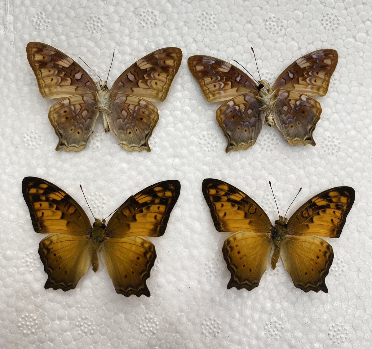 Real Butterfly Taxidermy, Vagrans egista, 4pcs Dried Specimen Spread Wings, Real Insect Entomology Display