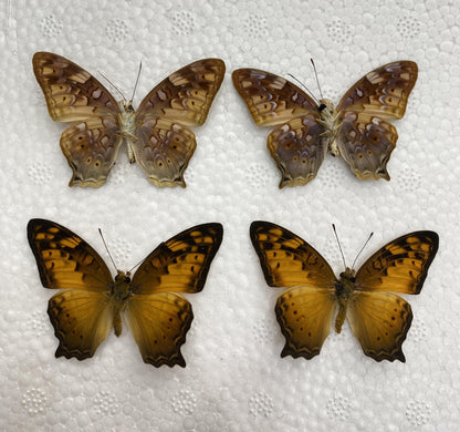 Real Butterfly Taxidermy, Vagrans egista, 4pcs Dried Specimen Spread Wings, Real Insect Entomology Display