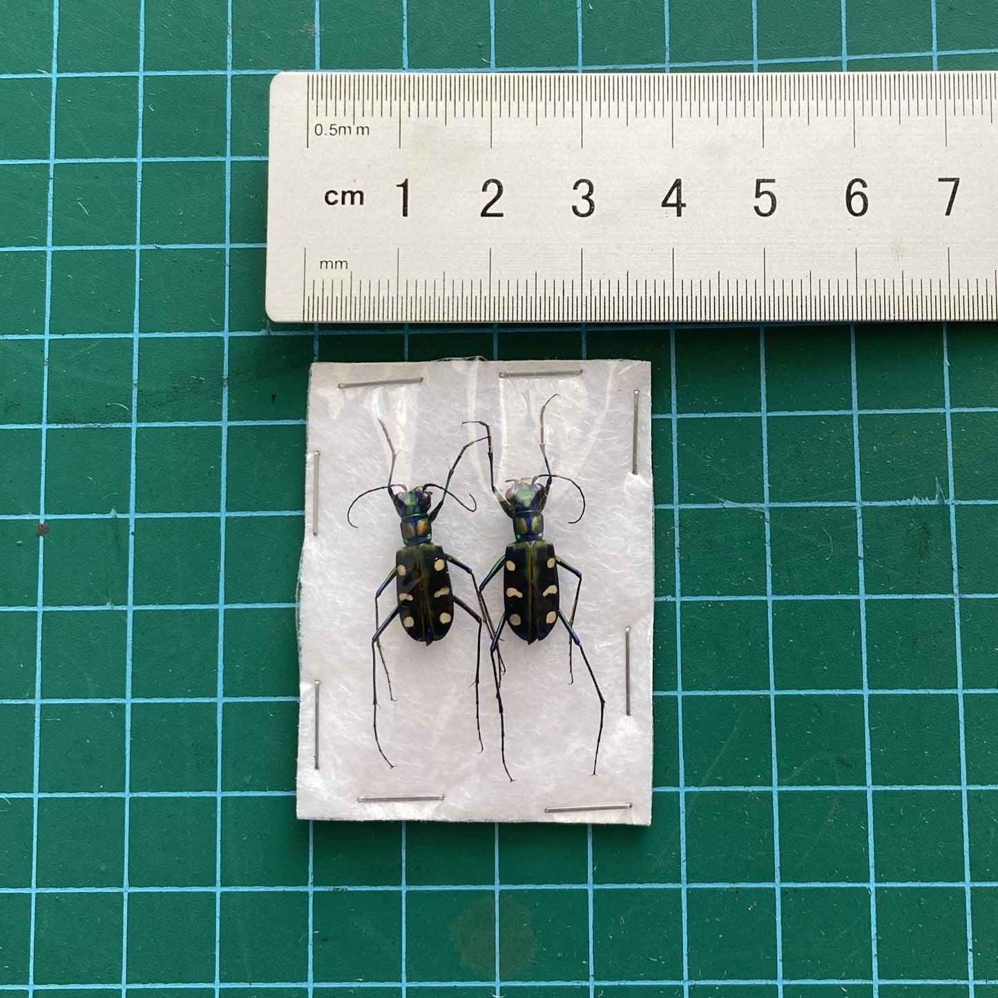Real Carabidae Tiger Beetle Specimen, Insect Bug Taxidermy, Insect Entomology Display