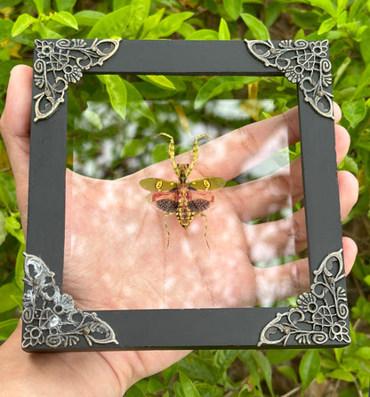 Real Framed Mantis Creobroter Black Wooden Specimen Oddities K12-62-DE