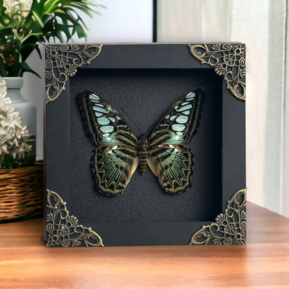 Real Emerald Green Clipper Butterfly Framed Art, Preserved Butterfly Shadow Box, Butterfly Wall Decor
