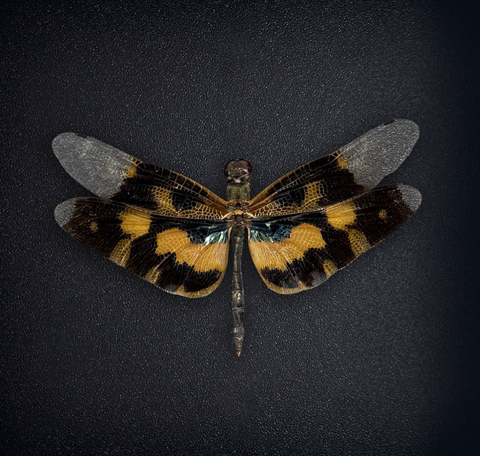 Real Dragonfly Rhyothemis variegata Specimen, Pinned Dried Insect Taxidermy, Entomology Specimen, Bug Art Collection