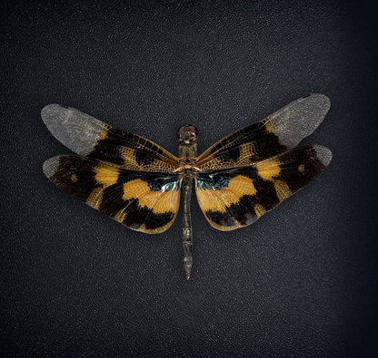 Real Dragonfly Rhyothemis variegata Specimen, Pinned Dried Insect Taxidermy, Entomology Specimen, Bug Art Collection