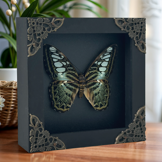 Real Emerald Green Clipper Butterfly Framed Art, Preserved Butterfly Shadow Box, Butterfly Wall Decor