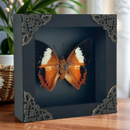 Real Orange Butterfly Shadow Box Preserved Butterfly Framed Insect Collection Home Decor