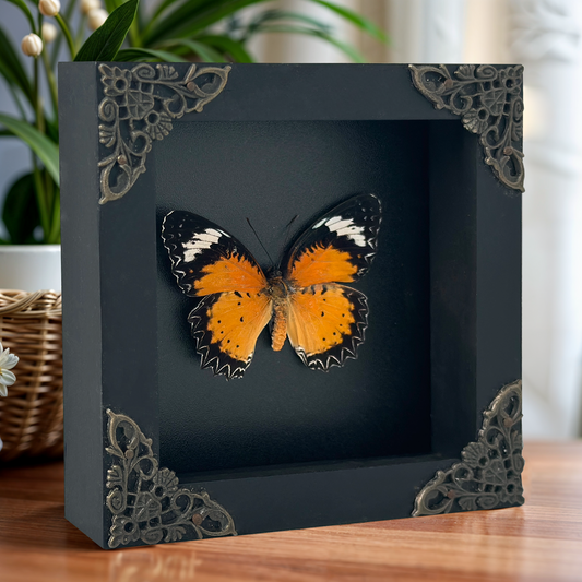 Leopard Lacewing Butterfly in Shadow Box, Real Insect Framed, Wall Hanging Decor, Gallery Collection