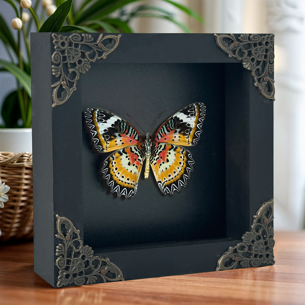 Leopard Lacewing Butterfly Shadow Box, Real Insect Framed, Wall Hanging Decor, Gallery Collection